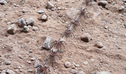 Centenas de filhotes de aranha caranguejeira andando em fila