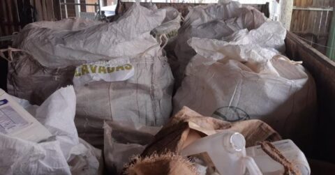 Embalagens de agrotóxicos recolhidas.