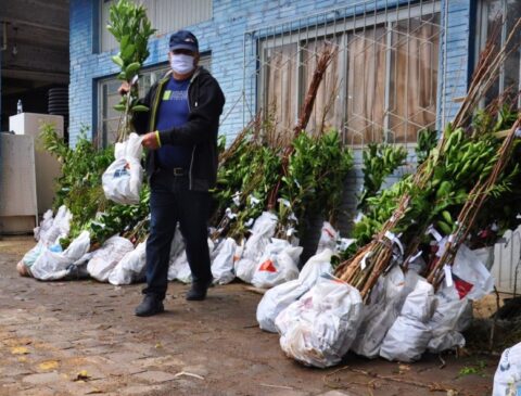 Entrega de mudas de árvores em Carlos Barbosa